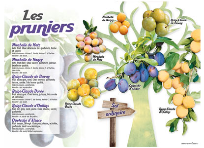 PANNEAUX  Fruitiers